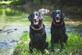 If your pet's current microchip registration provider requires an annual fee, now is the time to. Should You Microchip Your Dog Orvis News