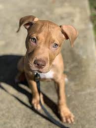 4 month old pitbull puppy. My 3 Month Old Red Santo Pitbulls Red Nose Pitbull Pitbulls Red Pitbull