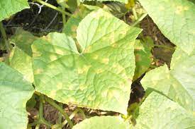 This can actually lead to stunted growth or even death depending on the severity of the condition. Why Do Cucumber Leaves Turn Yellow July 2021 Toolversed