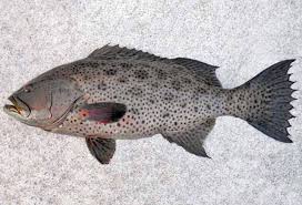 Image result for Tapura fischeri