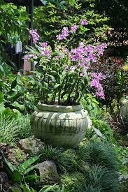Singapore National Orchid Garden Orchids Garden Orchids Garden Design