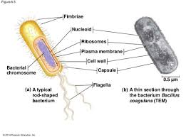The cell is the simplest collection of matter that can live. Ap Biology Chapter 6 Reading Guide Flashcards Quizlet