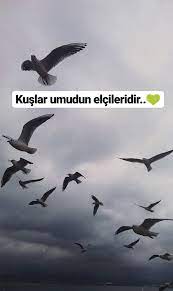 kuslar umudun elcileridir kus sozleri ozlu sozler okuma alintilari