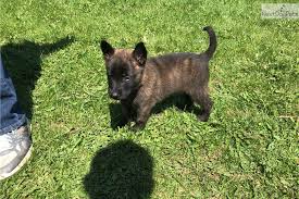 Adopt a dutch shepherd puppy today! Dutch Shepherd Puppy For Sale Near Madison Wisconsin 83b4215e 4031