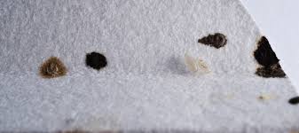 Image result for bed bugs droppings
