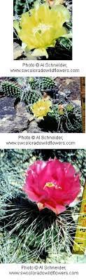 They named the island tenochtitlan, the place of the prickly pear cactus. Central Pricklypear Plains Pricklypear Arches National Park U S National Park Service