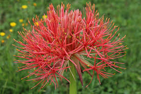 Image result for Scadoxus multiflorus