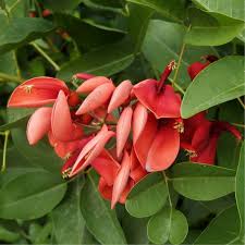 Image result for Erythrina × coddii