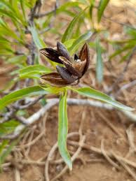 Image result for Hymenodictyon parvifolium