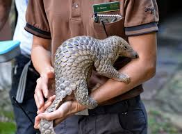 * corona virüs'ün yarasalardan yayılmış olabileceği düşünülüyordu. Pangolin Trade Could Play Role In Coronavirus Africa Defense Forum