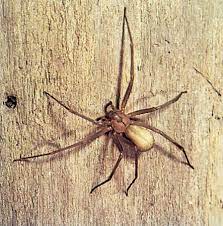 One night, i went out, and it was reared. 9 Of The World S Deadliest Spiders Britannica