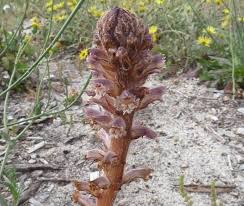 Image result for Orobanche minor