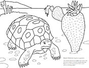 We have collected 38+ biology coloring page images of various designs for you to color. Coloring Pages And Worksheets Ask A Biologist