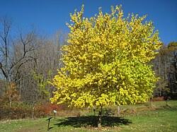 Image result for Maclura