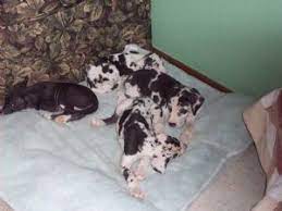 Check spelling or type a new query. Great Dane Puppies In Illinois
