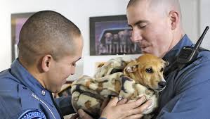 At Sterling shelter, troopers reconnect with dogs rescued from Puerto Rico