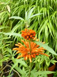 Image result for Vernonia nepetifolia