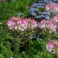 Image result for Cleome macrophylla