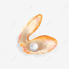 Beauty seafood crab lobster crayfish prawn seashell pearl oyster scallop shell oyster bivalve cockle clam mussel for crab market. Original Hand Painted Watercolor Pearl Oyster Shell Pearl Material Pearl Clipart Hand Painted Cartoon Png Transparent Clipart Image And Psd File For Free Download