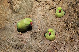 A pair of colorful and exotic tropical parakeets. Photos The Parakeets Of London The Atlantic