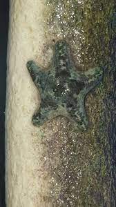 Chocolate Chip Starfish Baby Reef2reef Saltwater And Reef Aquarium Forum