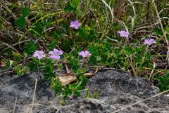Image result for Geranium ocellatum