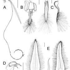 Image result for Stolzia cupuligera