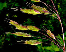 Image result for Bromus  commutatus