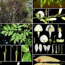 Image result for Millettia makondensis