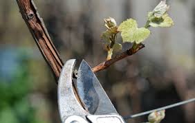Image result for grape pruning