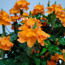 Image result for Crossandra fruticulosa