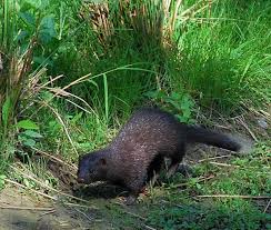 Maybe you would like to learn more about one of these? Protect Your Fish From Pond Predators Nualgi Ponds