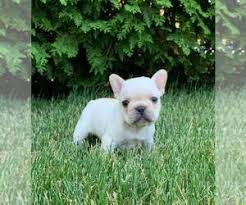 There are 9114 french bulldog clothing for sale on etsy, and they cost $27.70 on average. View Ad French Bulldog Litter Of Puppies For Sale Near Indiana Warsaw Usa Adn 206145