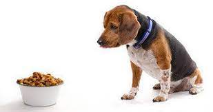 We did not find results for: Petition Are You Including Euthanized Animals In Dry Pet Food Products Change Org