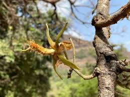 Image result for Eriolaena rulkensii