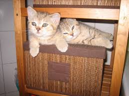 Hey ich bin 14 jahre alt und mich würde es sehr interessieren wann ich von zuhause ausziehen darf :) ich habe nämlich einen festen freund der 17 ist und ich würde gerne wissen ab wann ich zu ihn ziehen dürfte. Bkh Kater Mit Papieren Darf Ab Oktober Ausziehen 850960