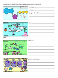 Some of the worksheets displayed are monohybrid cross work key, monohybrid cross answer key, monohybrid cross answer key, monohybrid cross work answers, monohybrid cross work key, monohybrid crosses practice answers key, monohybrid crosses practice answers key, monohybrid cross work answers. Amoeba Sisters Video Recap Biomolecules