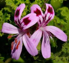 Image result for Pelargonium grossularioides