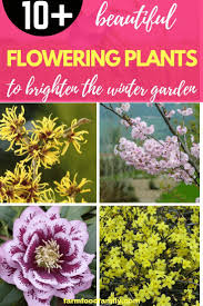 10 Beautiful Flowering Plants To Brighten The Winter Garden Winter Garden Planting Flowers Plants