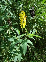 Image result for Crotalaria trichotoma
