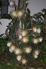 Queen Of The Night Night Blooming Flowers Plants Plant Pictures