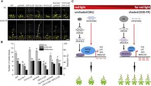 I have a grow light project i'm just finishing up and can send you the details and pics if you'd like. Fhy3 And Far1 Integrate Light Signals With The Mir156 Spl Module Mediated Aging Pathway To Regulate Arabidopsis Flowering Sciencedirect