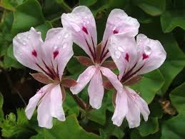 Image result for Pelargonium