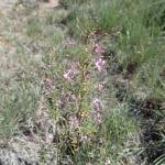 Image result for Cleome monophylloides
