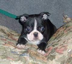 They provide plenty of energy, entertainment and love! Hillbilly Boston Terriers Boston Terrier Breeder In Wallace West Virginia