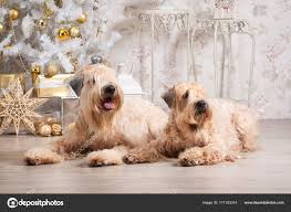 Pictures Wheaten Terrier Haircut Dog Irish Soft Coated