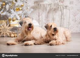 pictures wheaten terrier haircut dog irish soft coated