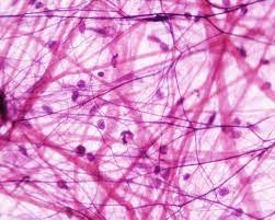 Loose Areolar Tissue Loose Connective Tissue Tissue Types Adipose Tissue