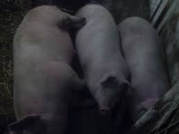 154 likes · 32 talking about this. Vand Porci Landrace Anunturi Sibiu 100