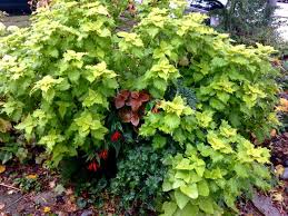 Image result for Coleus buchananii